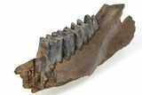 Fossil Woolly Rhino (Coelodonta) Jaw - Siberia #225189-5